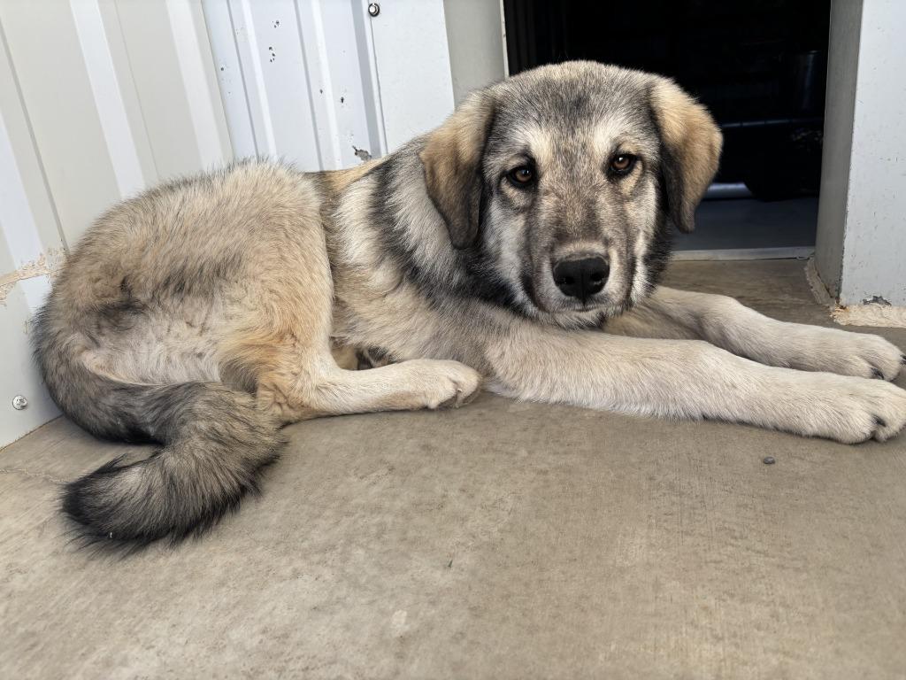 Casanova, Adoptable, Young Male Great Pyrenees & Mixed Breed.
