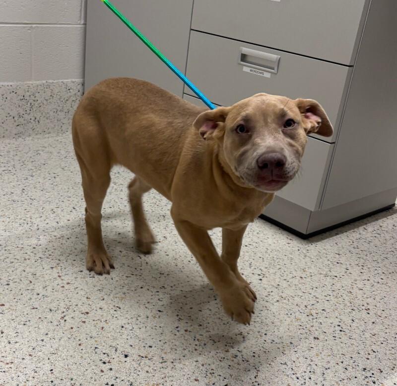 Harleigh, Adoptable, Adult Female Labrador Retriever & Mixed Breed.
