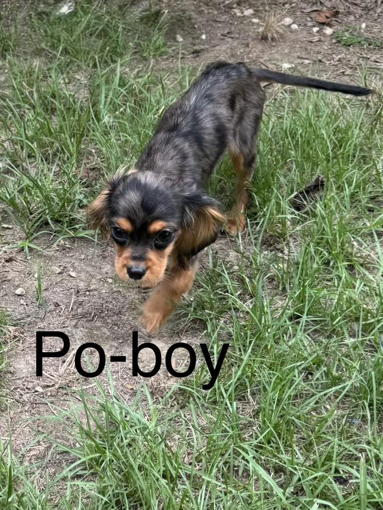 PoBoy, adopted, Young Male Cavalier King Charles Spaniel.