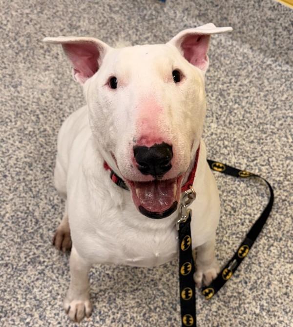 Mack, Adoptable, Adult Male Bull Terrier.