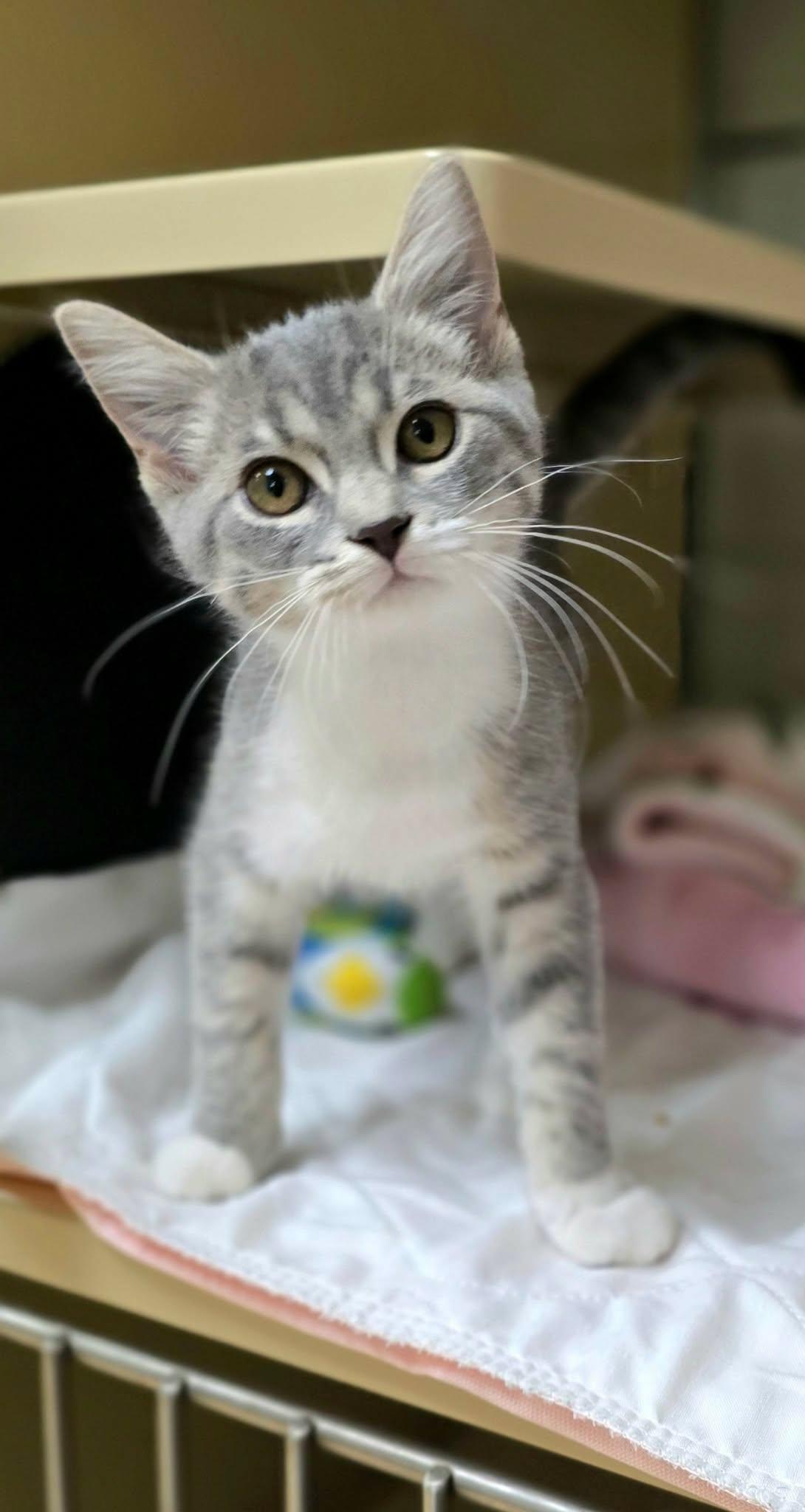 Giggles, an adopted Domestic Short Hair in New Castle, PA image 3/6