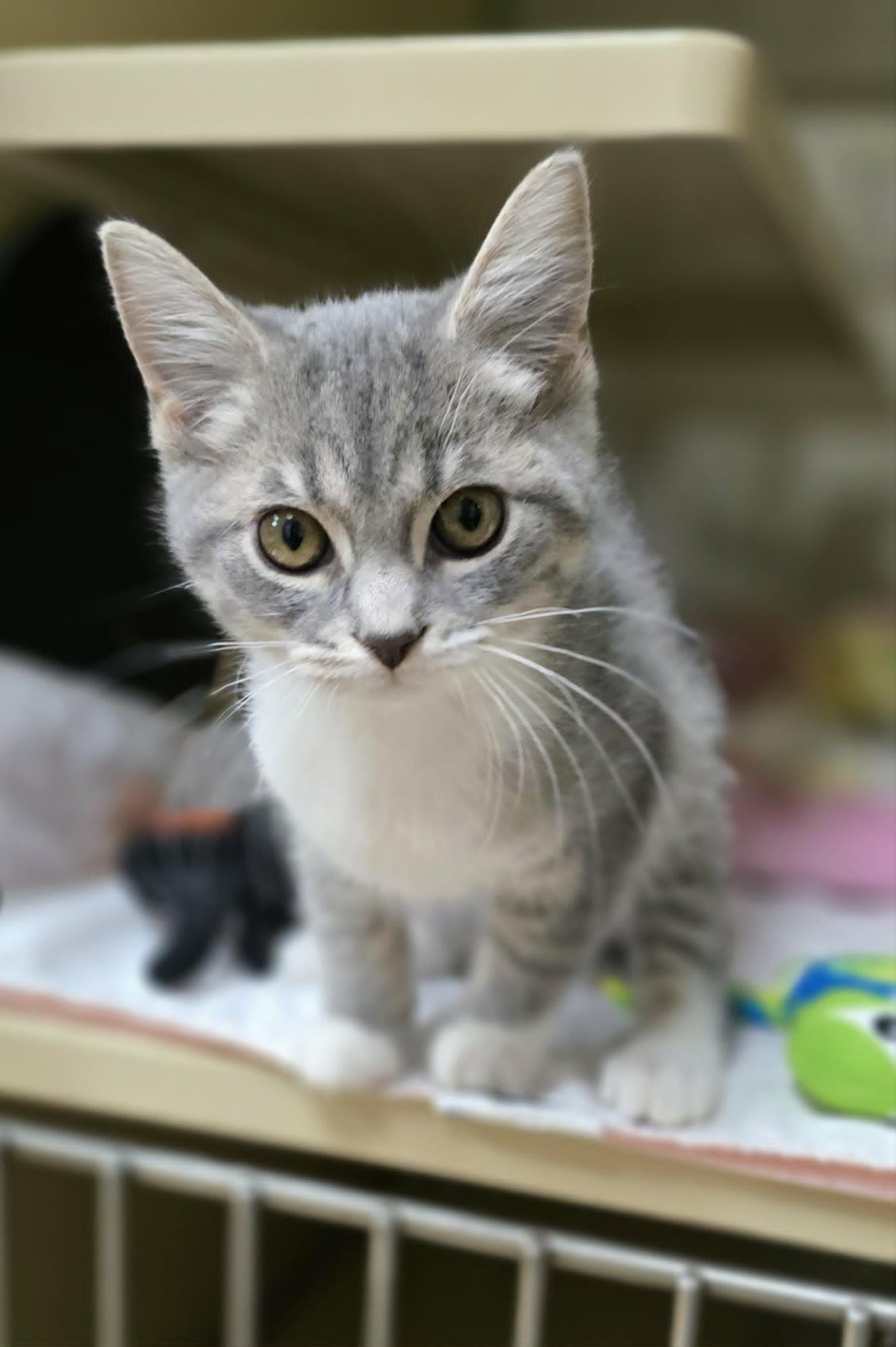 Giggles, an adopted Domestic Short Hair in New Castle, PA image 1/6