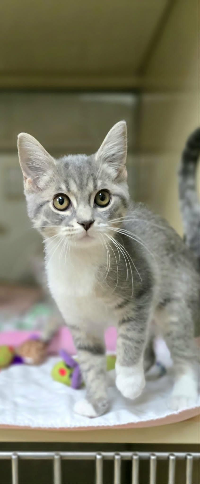 Giggles, an adopted Domestic Short Hair in New Castle, PA image 4/6