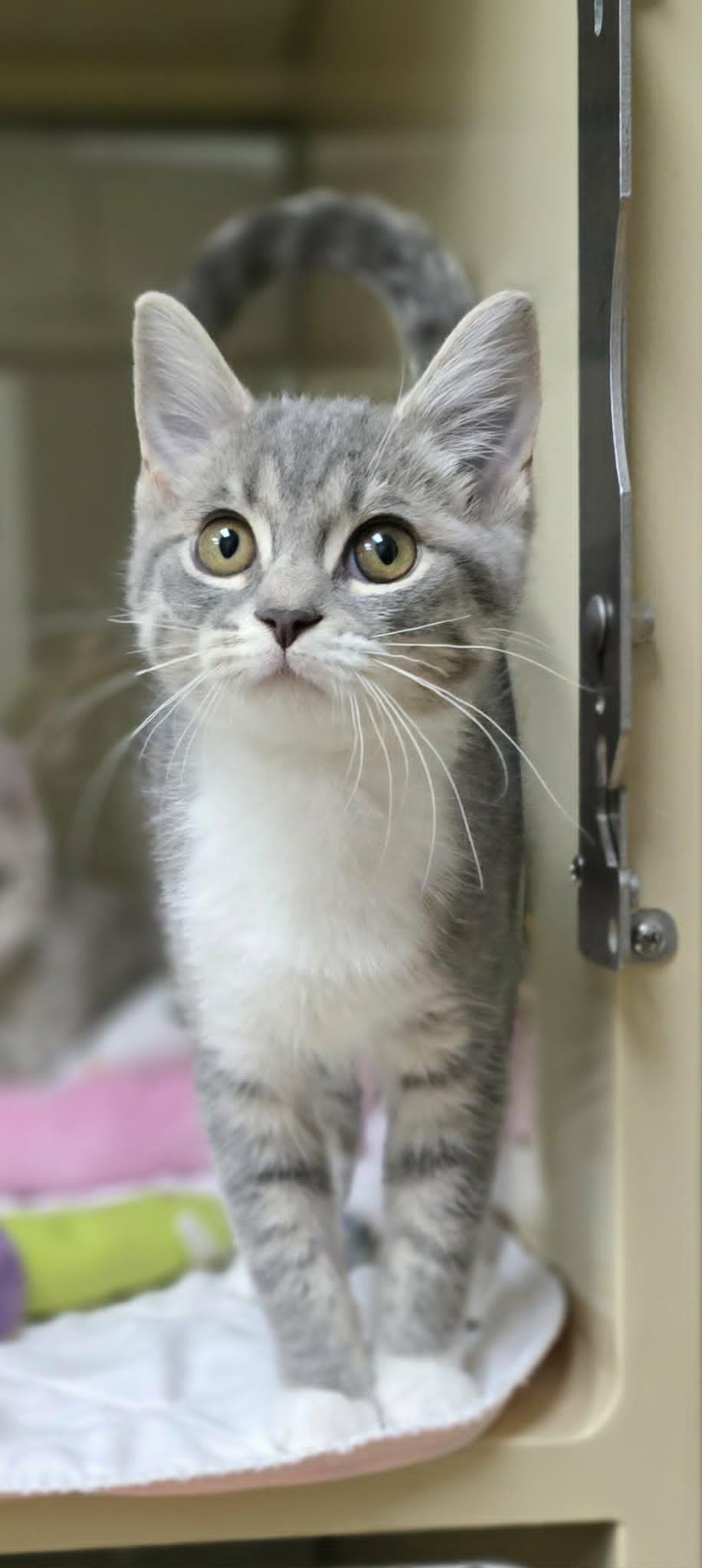 Giggles, an adopted Domestic Short Hair in New Castle, PA image 6/6