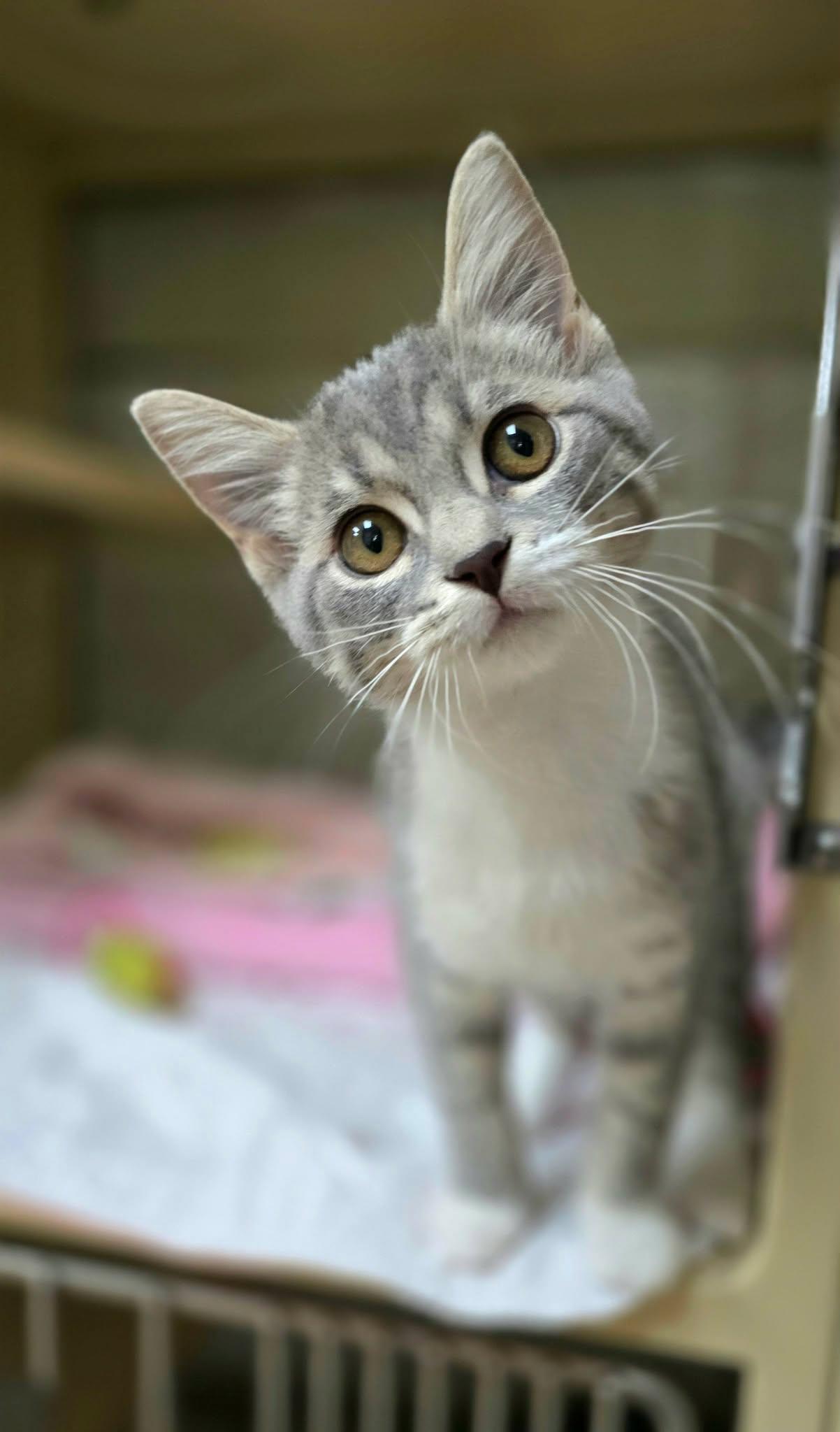 Giggles, an adopted Domestic Short Hair in New Castle, PA image 5/6