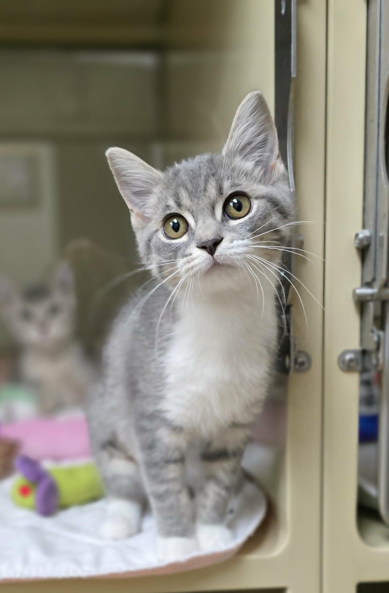 Giggles, an adopted Domestic Short Hair in New Castle, PA image 2/6