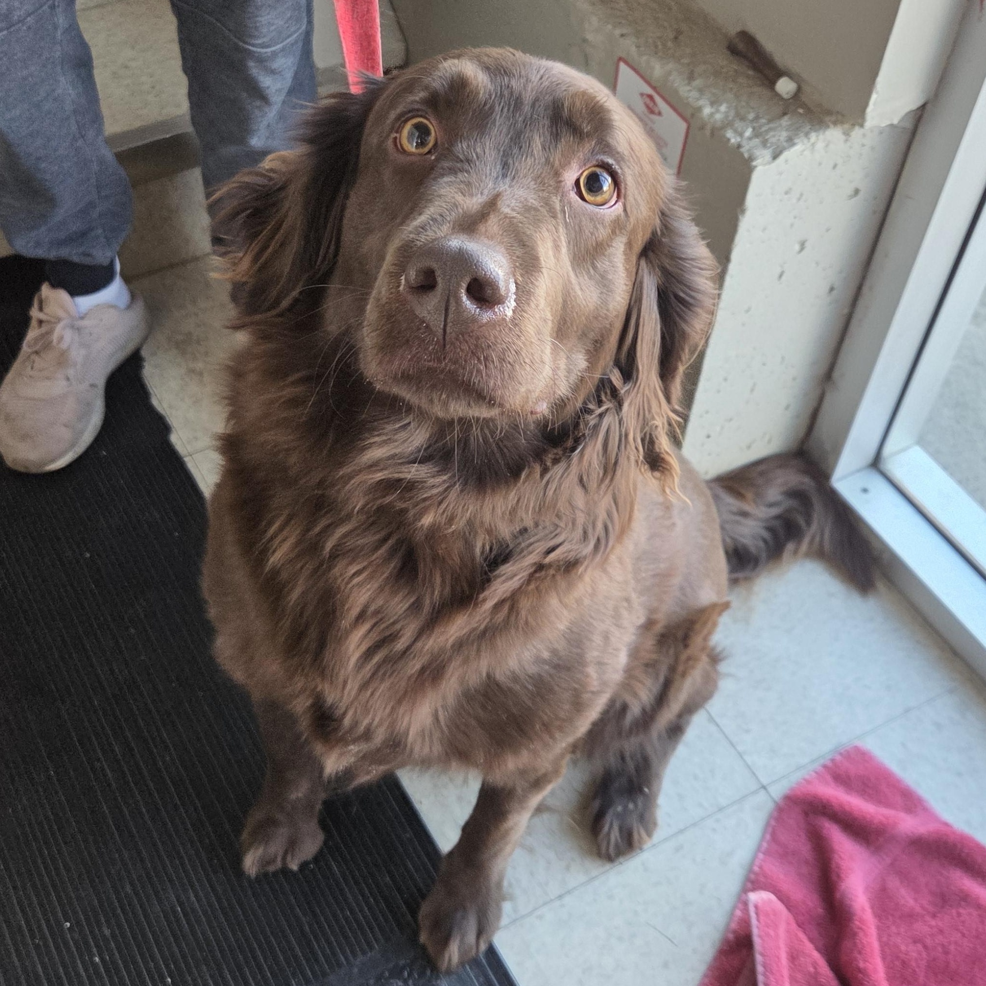 Nikita, adopted, Adult Female Chocolate Labrador Retriever & Spaniel.