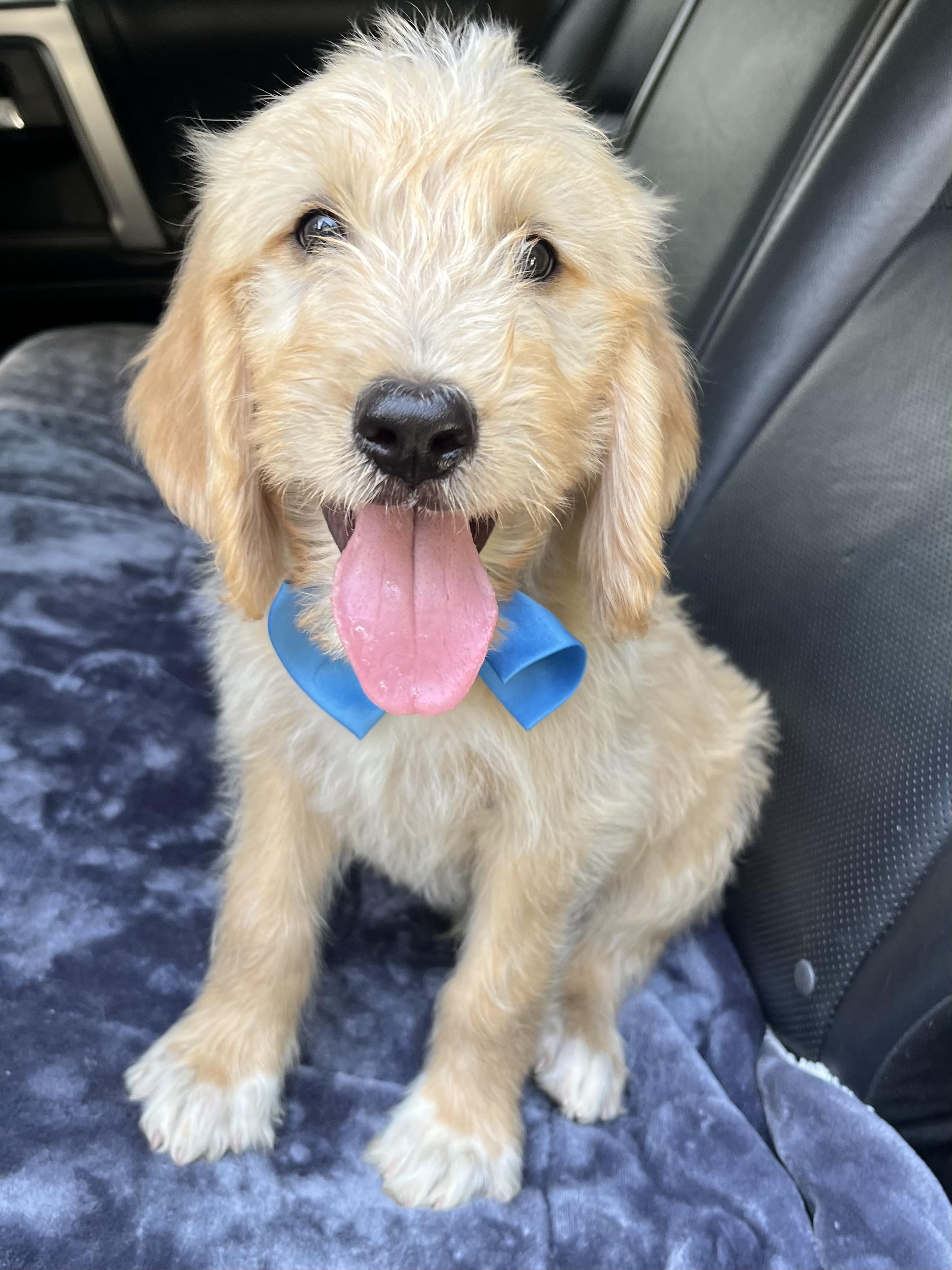 Biscuit, an adopted mixed breed in Barnwell , SC image 4/6