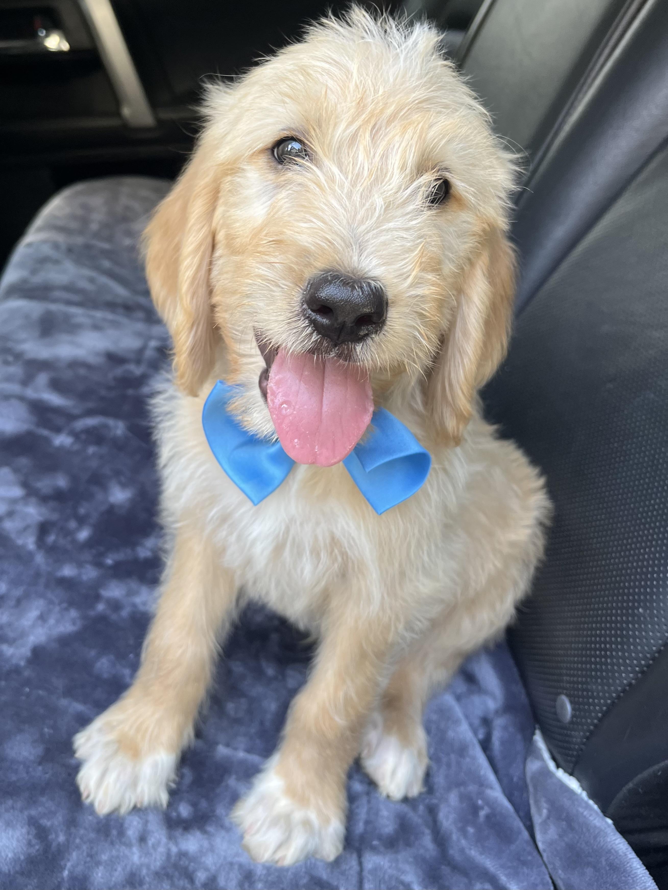 Biscuit, an adopted mixed breed in Barnwell , SC image 2/6