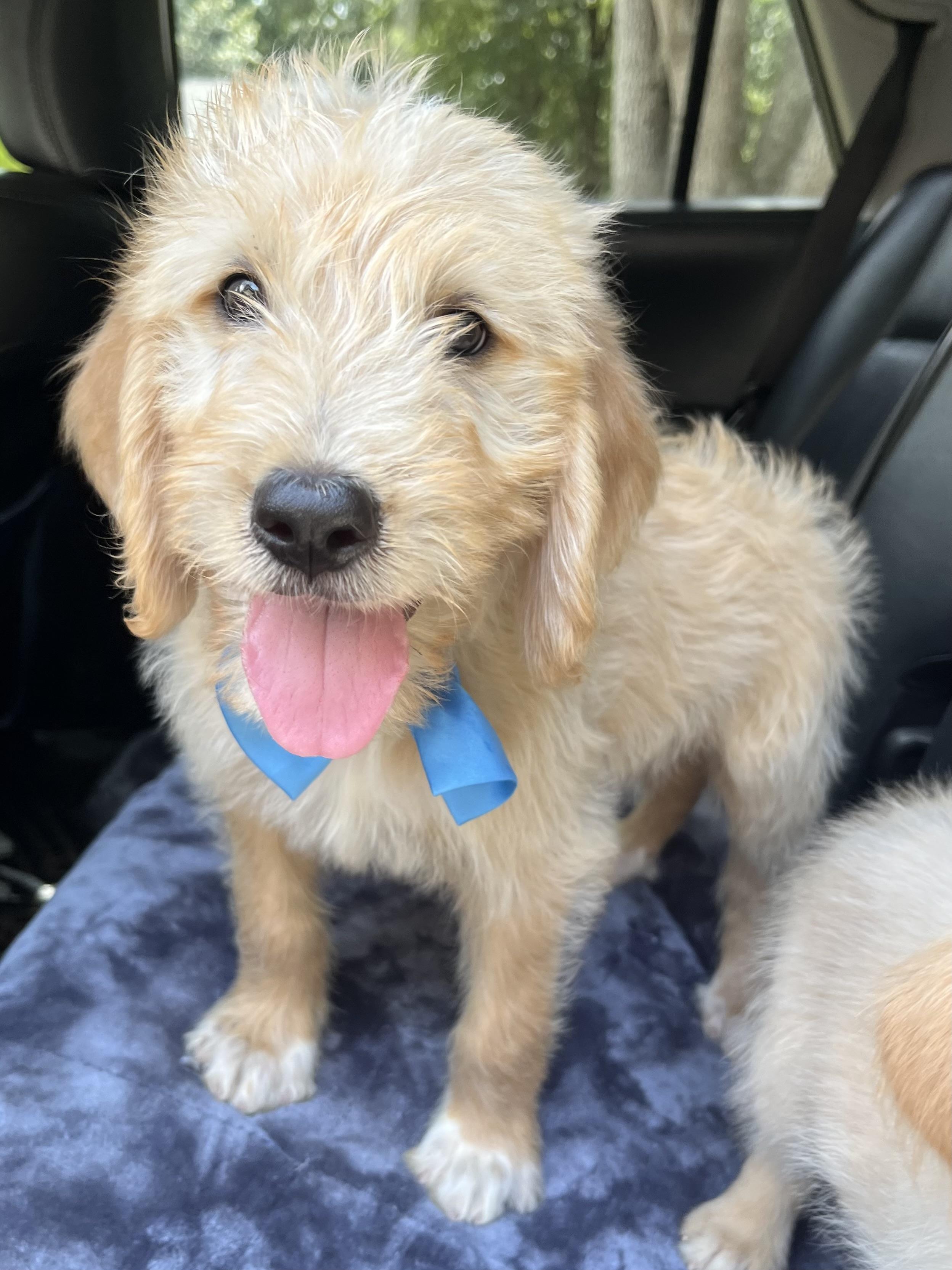 Biscuit, an adopted mixed breed in Barnwell , SC image 5/6