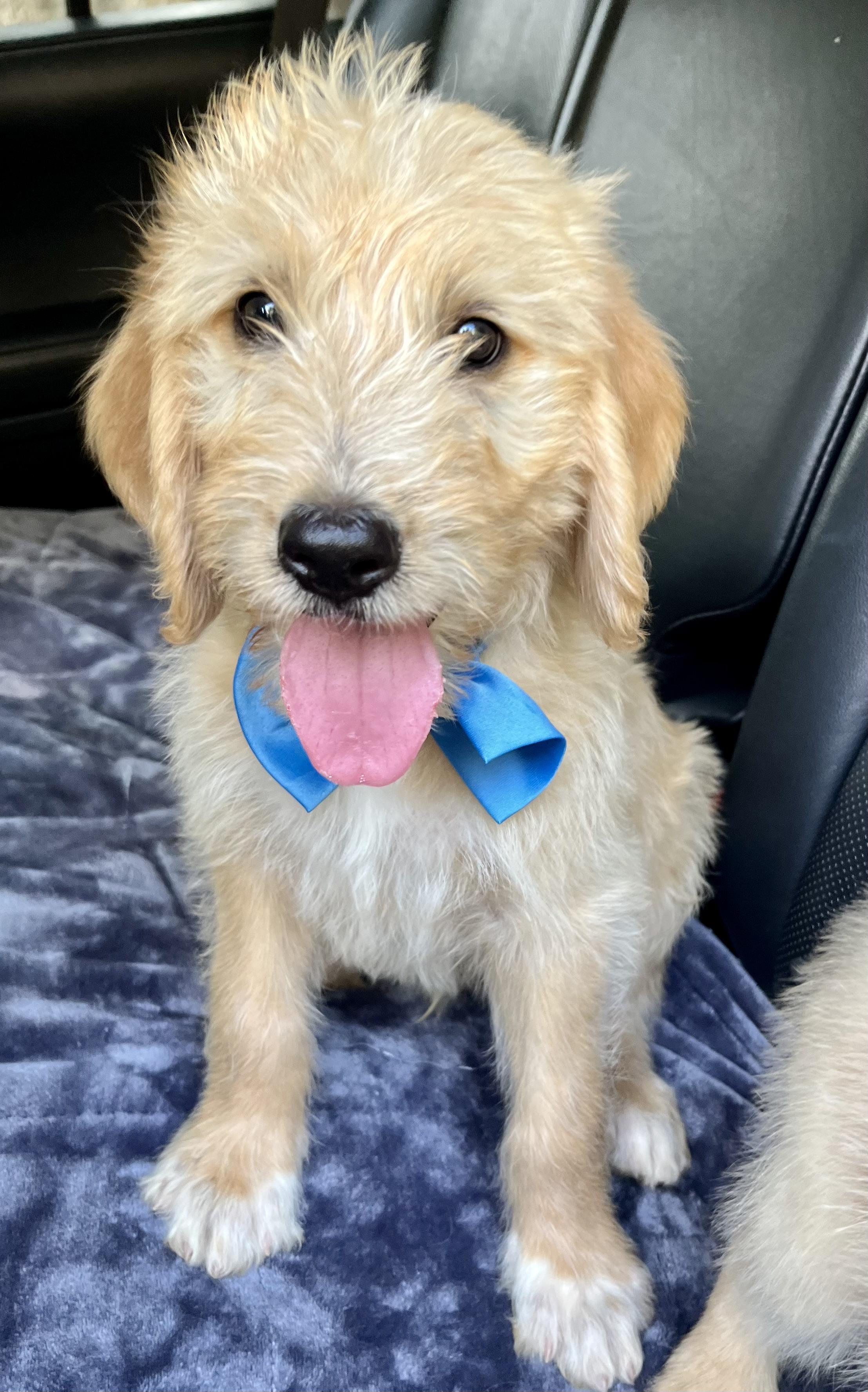 Biscuit, an adopted mixed breed in Barnwell , SC image 1/6