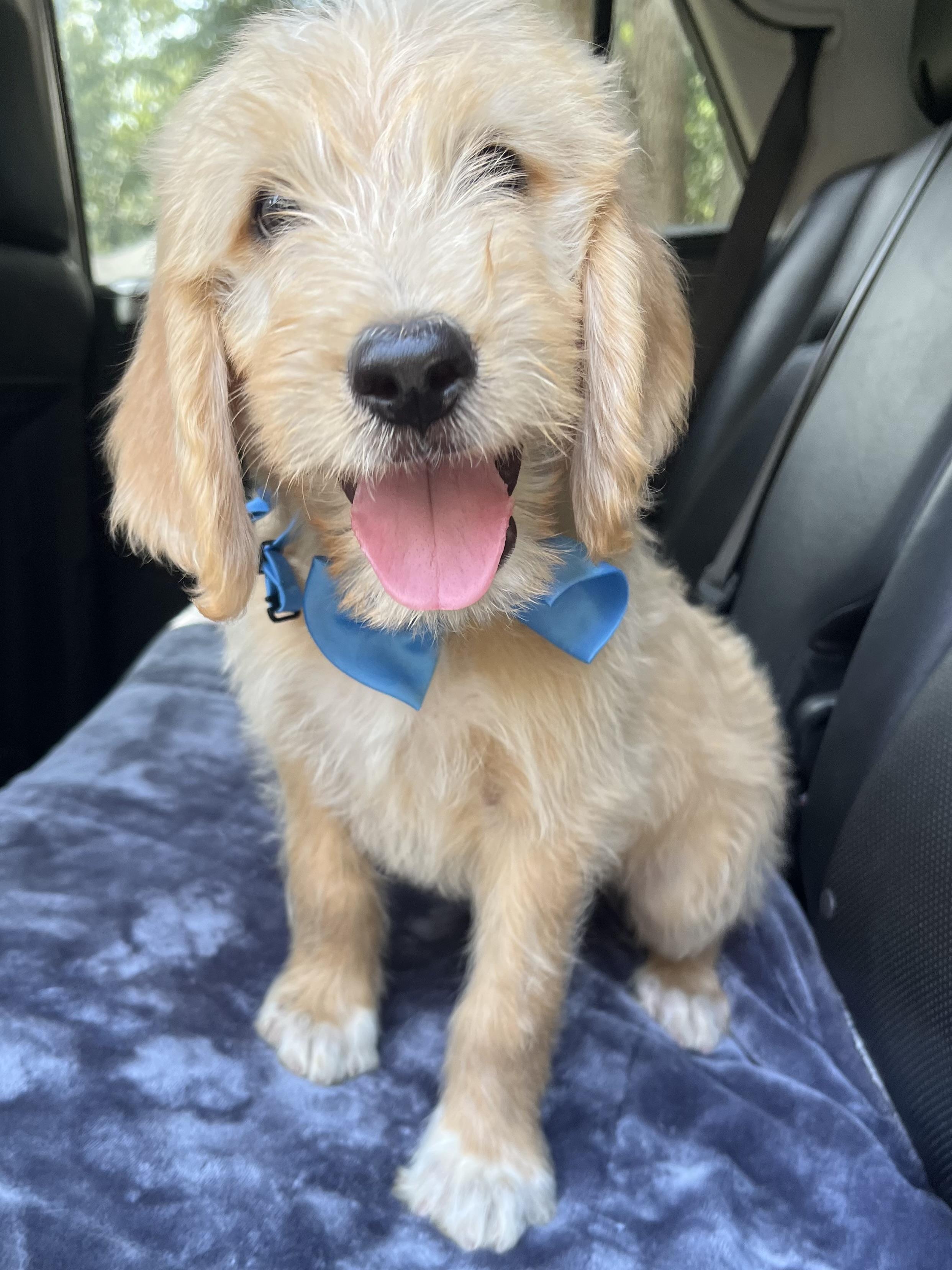 Biscuit, an adopted mixed breed in Barnwell , SC image 3/6