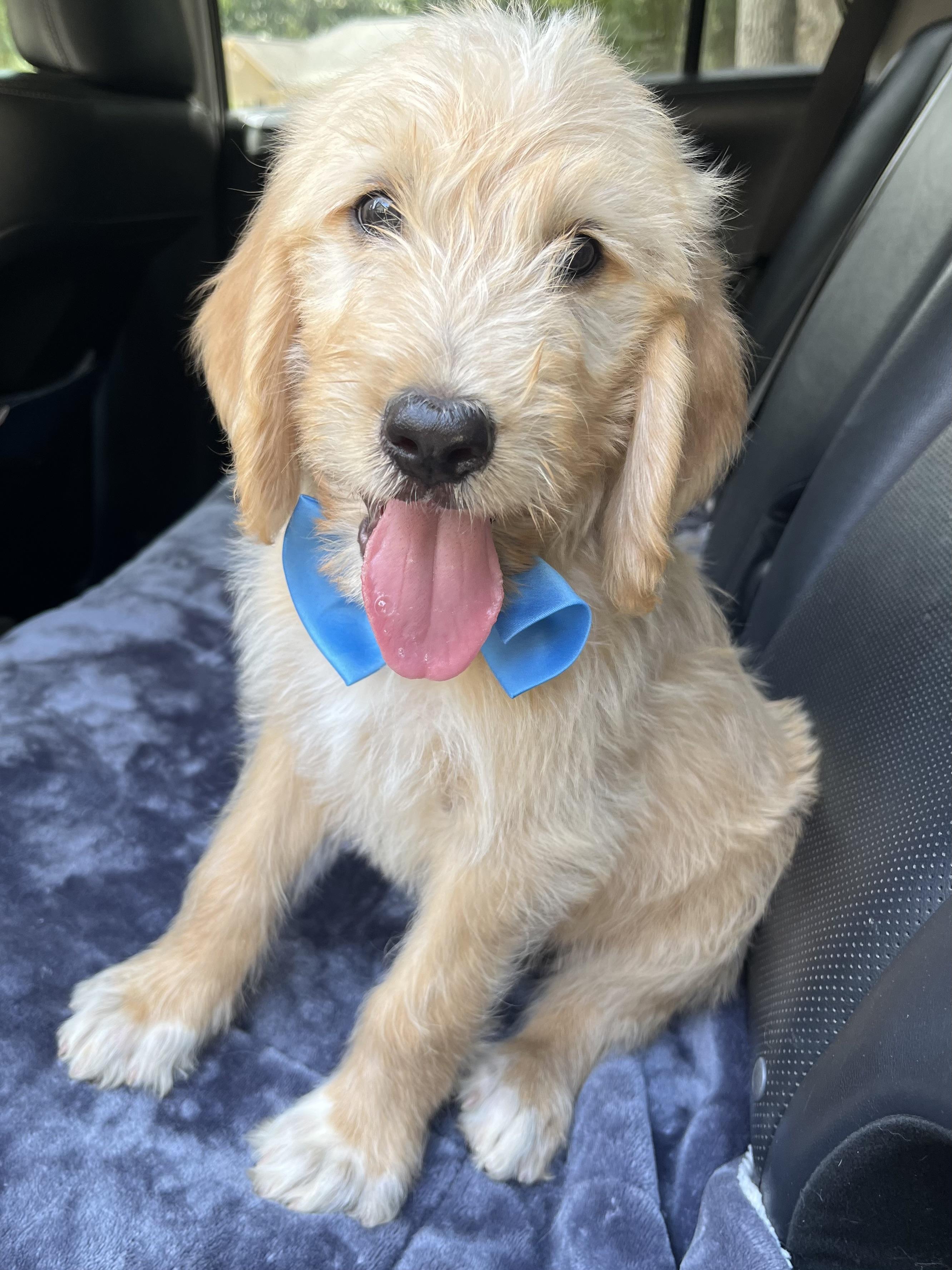 Biscuit, an adopted mixed breed in Barnwell , SC image 6/6