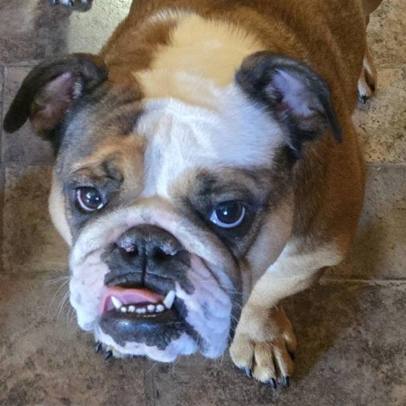 Enlarge Opal, a Adoptable English Bulldog in Huber Heights, OH image 1/6