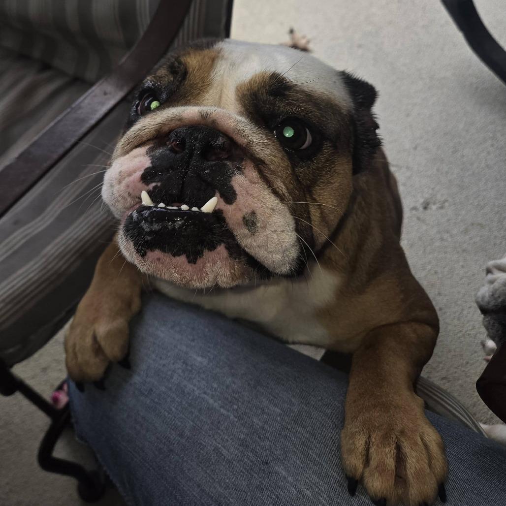 Enlarge Opal, a Adoptable English Bulldog in Huber Heights, OH image 2/6