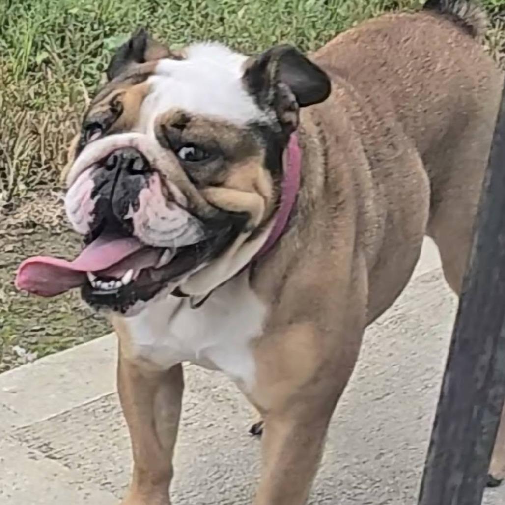 Enlarge Opal, a Adoptable English Bulldog in Huber Heights, OH image 3/6