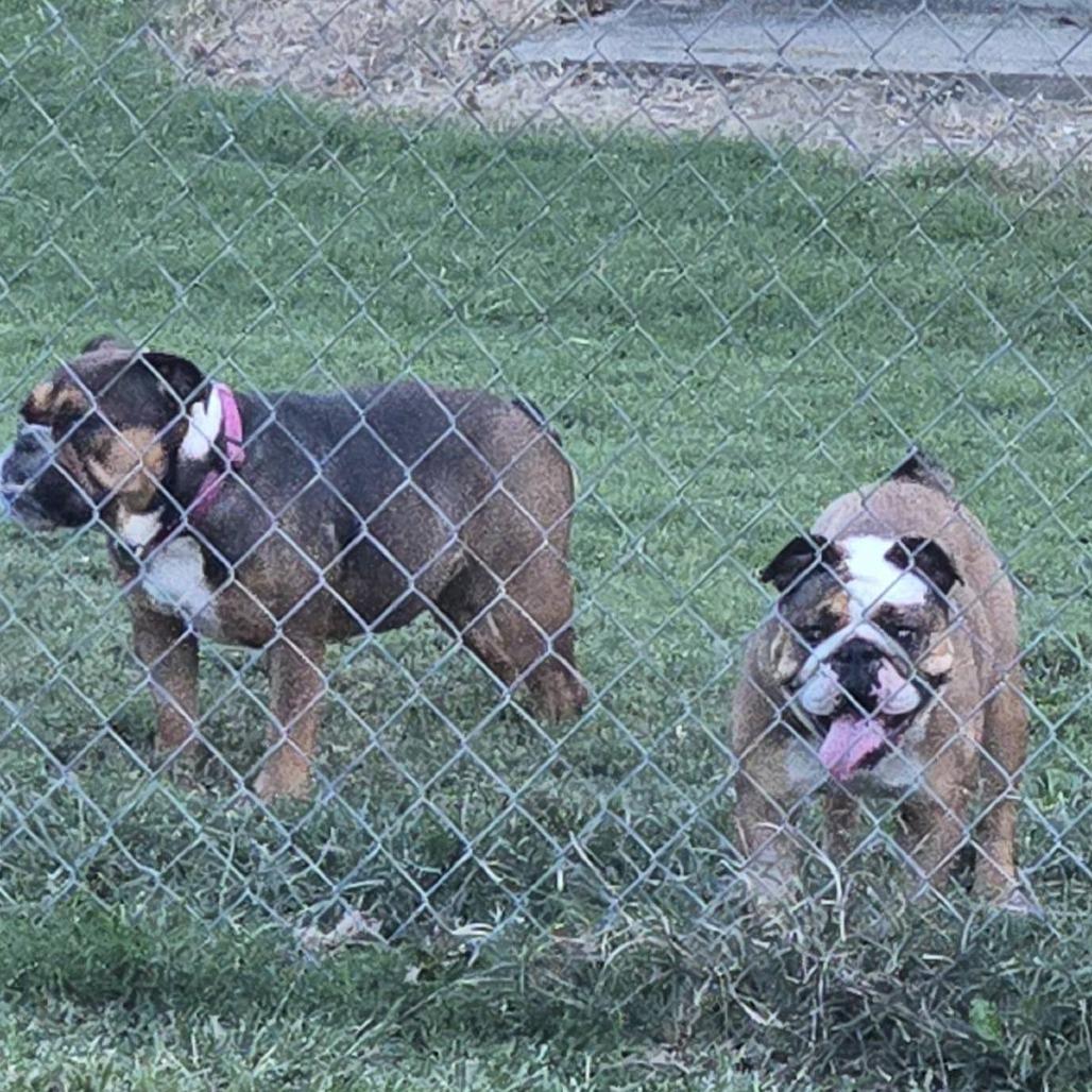 Enlarge Opal, a Adoptable English Bulldog in Huber Heights, OH image 4/6
