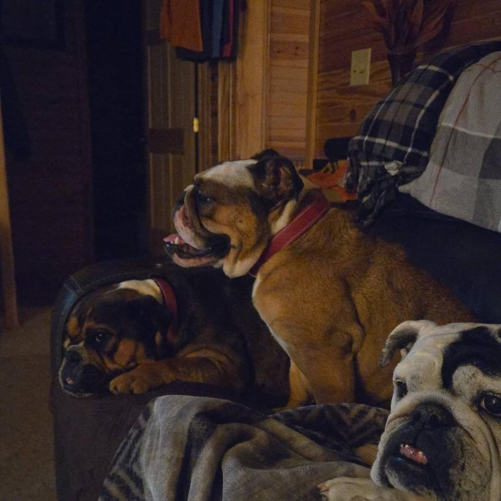 Enlarge Opal, a Adoptable English Bulldog in Huber Heights, OH image 5/6