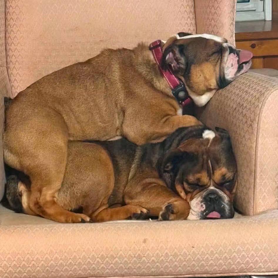 Enlarge Opal, a Adoptable English Bulldog in Huber Heights, OH image 6/6