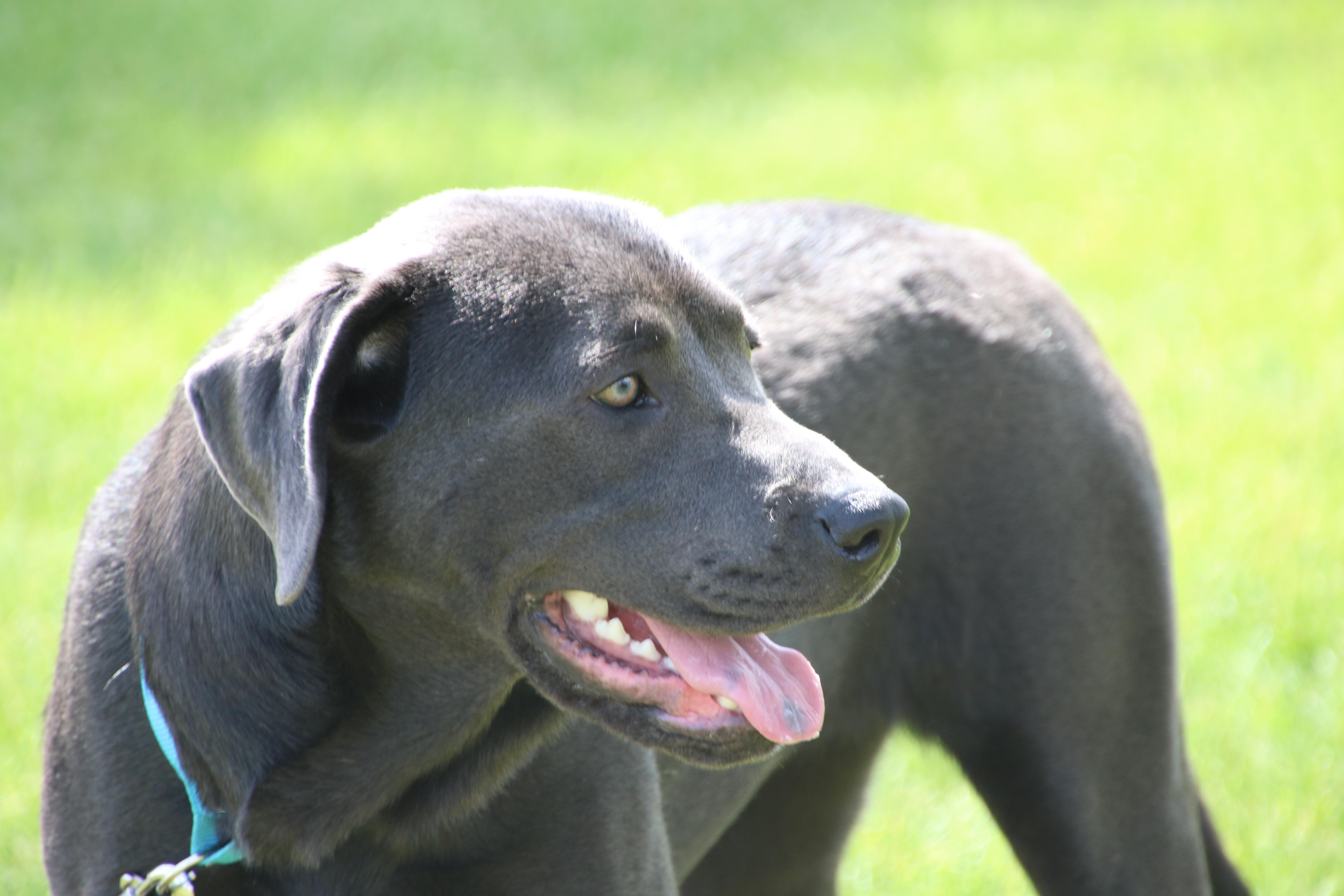 Zara, an adoptable mixed breed in Aurora, IL image 3/4