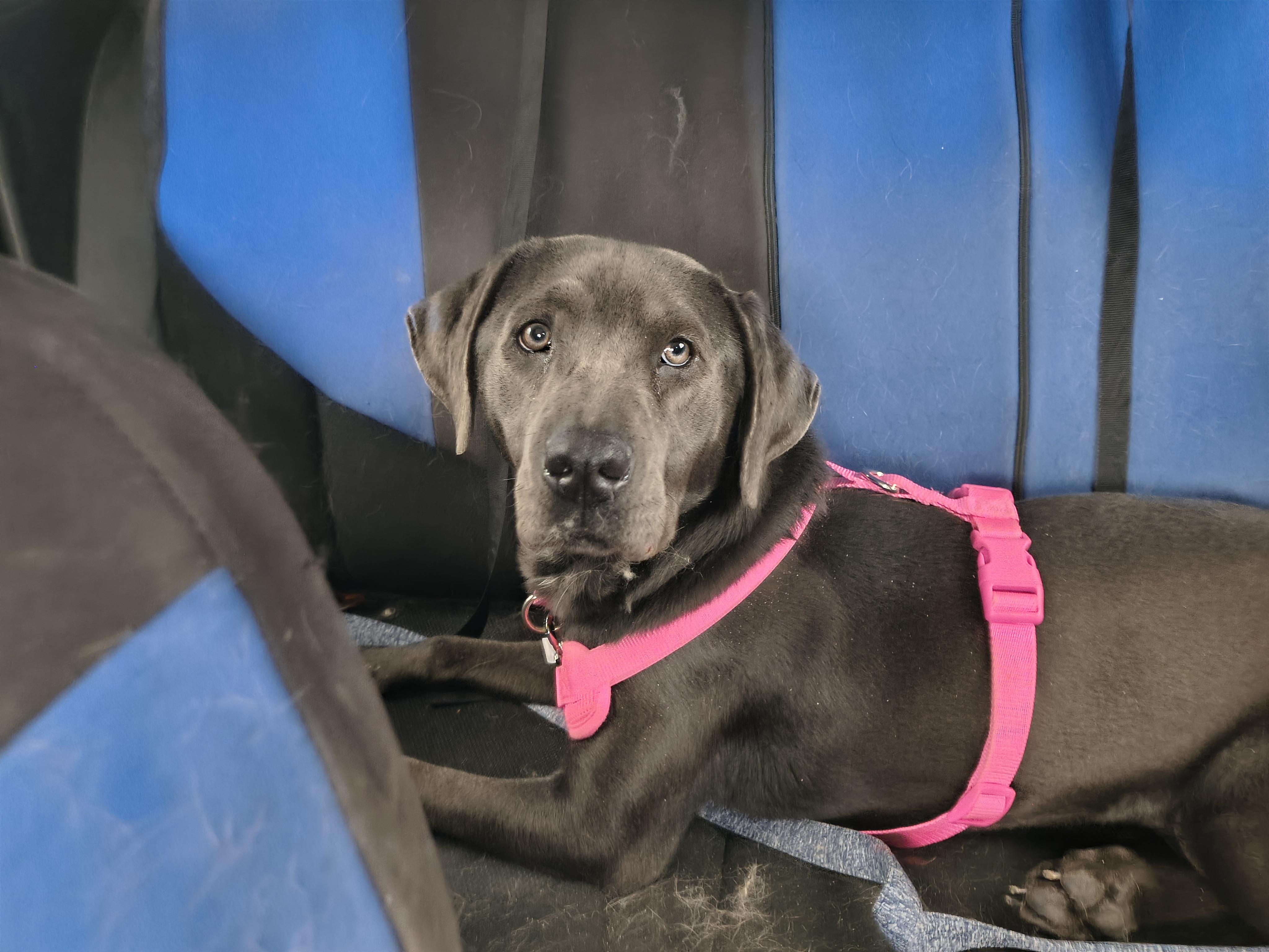 Zara, ADOPTABLE, Young Female Labrador Retriever.