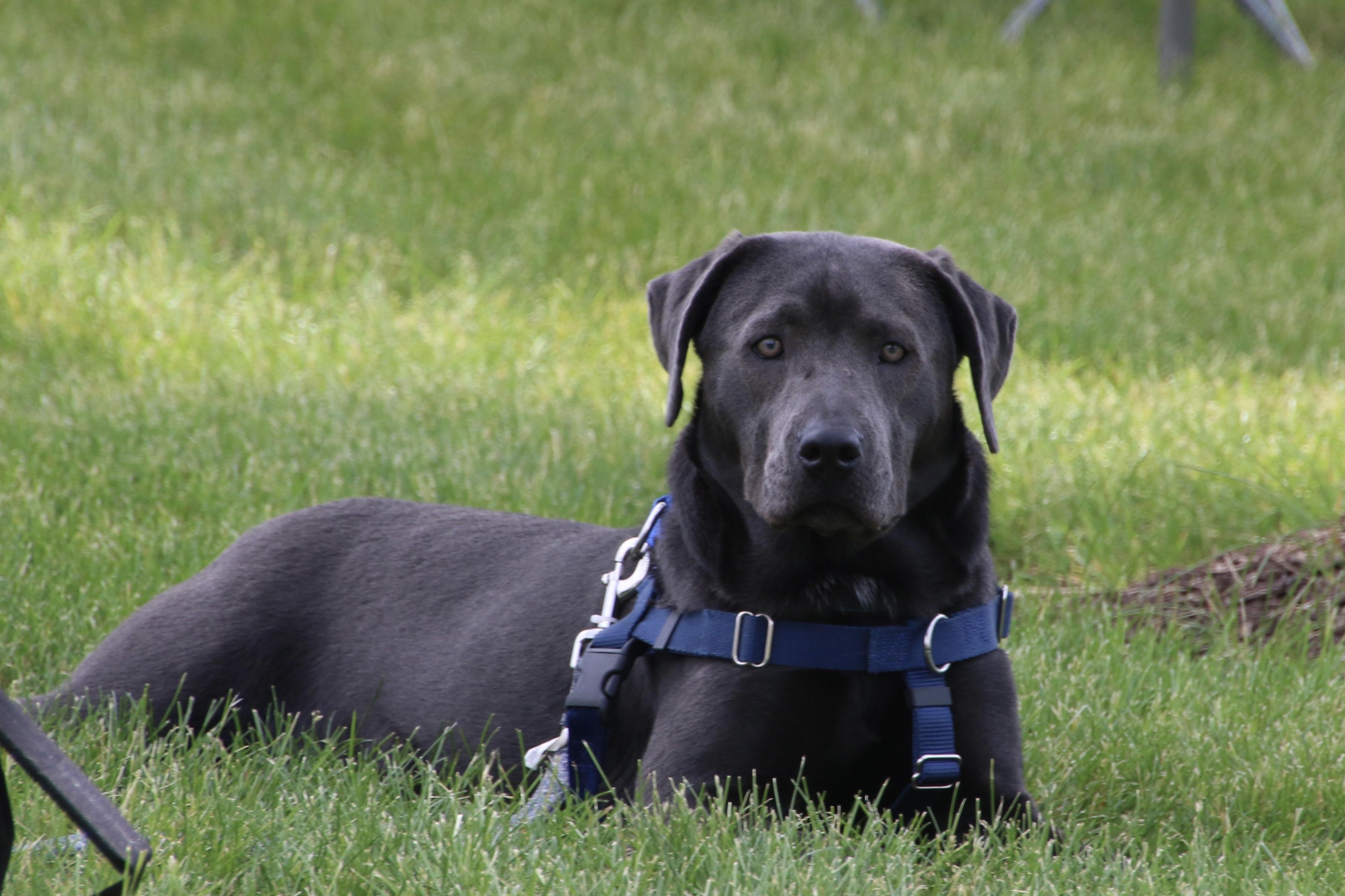 Zara, an adoptable mixed breed in Aurora, IL image 2/4