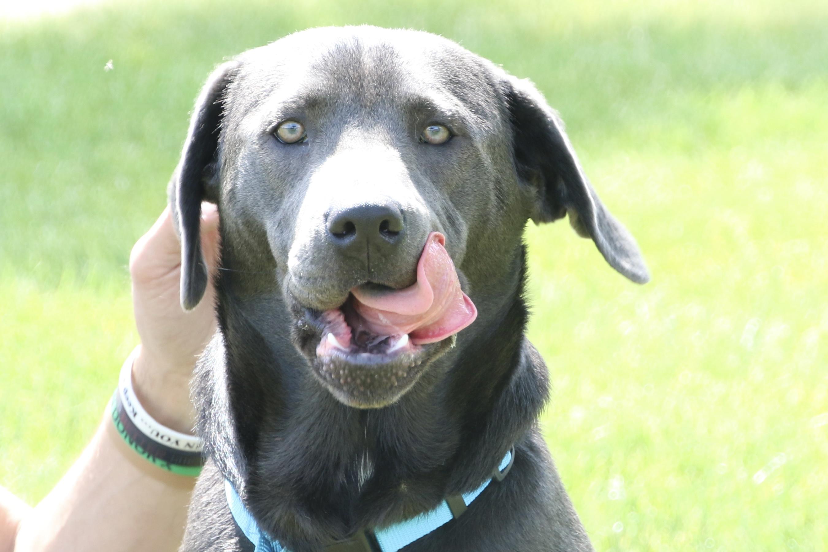 Zara, an adoptable mixed breed in Aurora, IL image 1/4