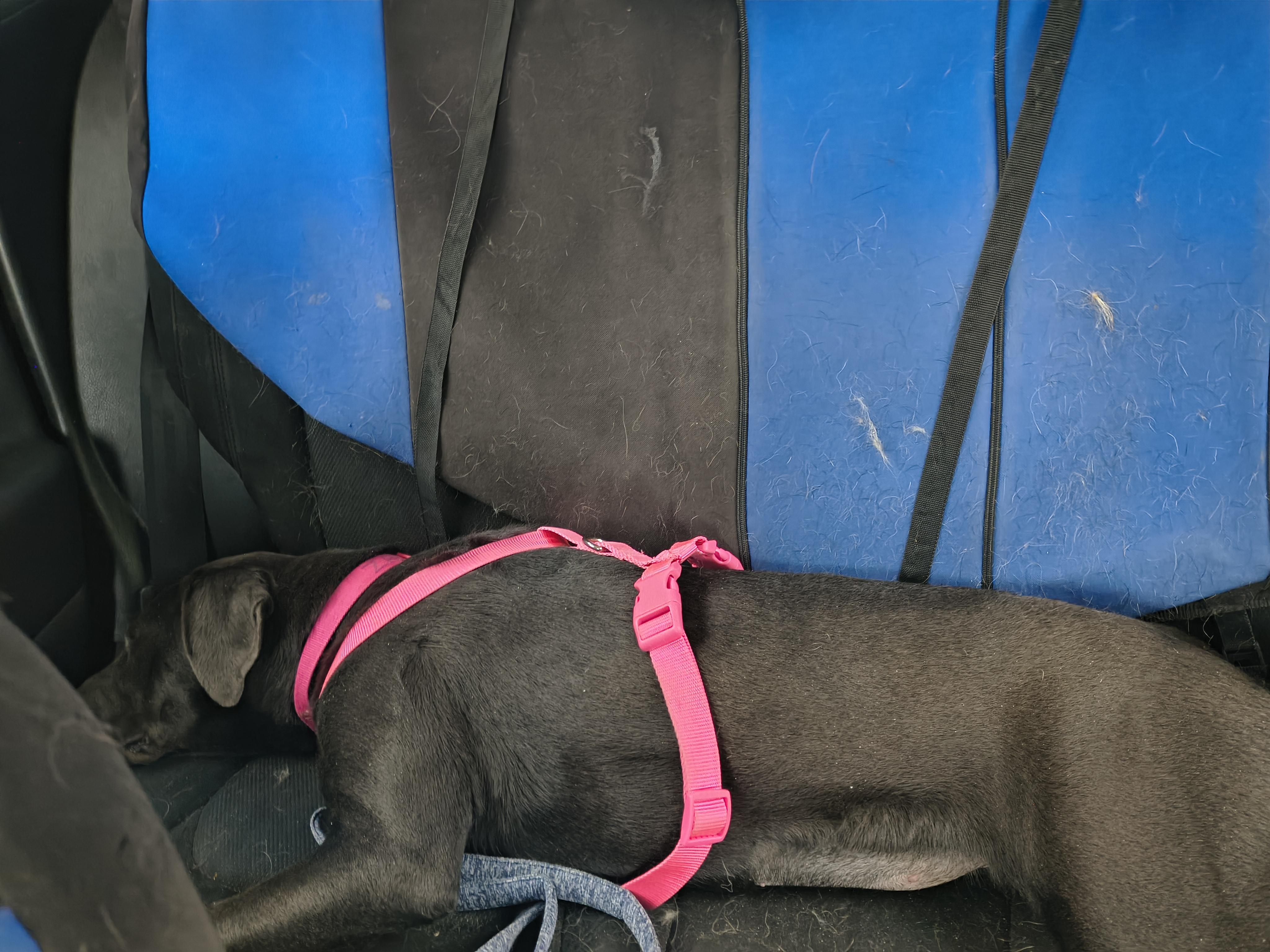 Enlarge Zara, a ADOPTABLE mixed breed in Aurora, IL image 2/3