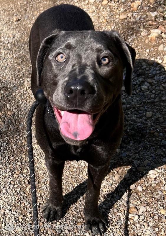 Enlarge Zara, a ADOPTABLE mixed breed in Aurora, IL image 3/3