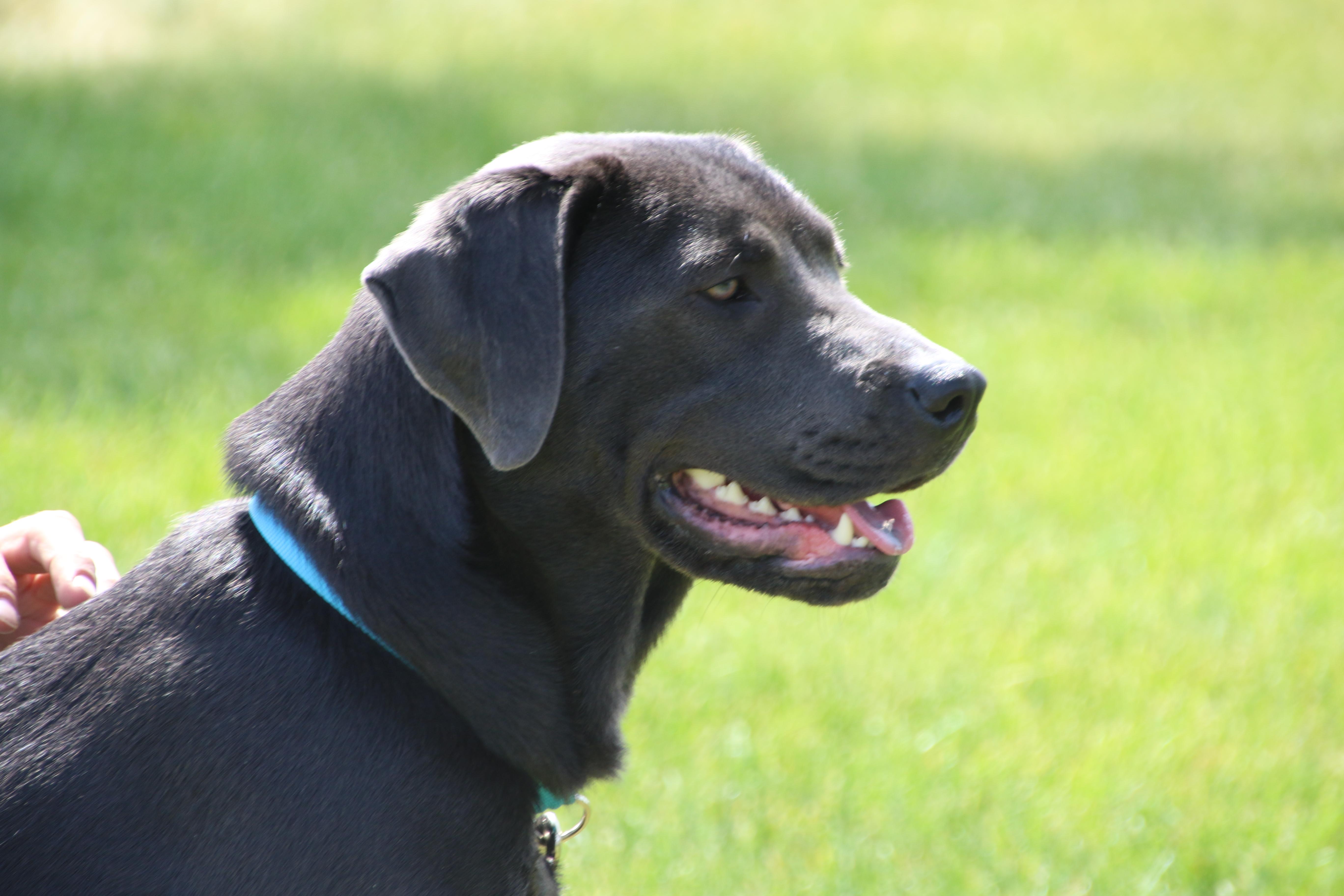 Zara, an adoptable mixed breed in Aurora, IL image 4/4