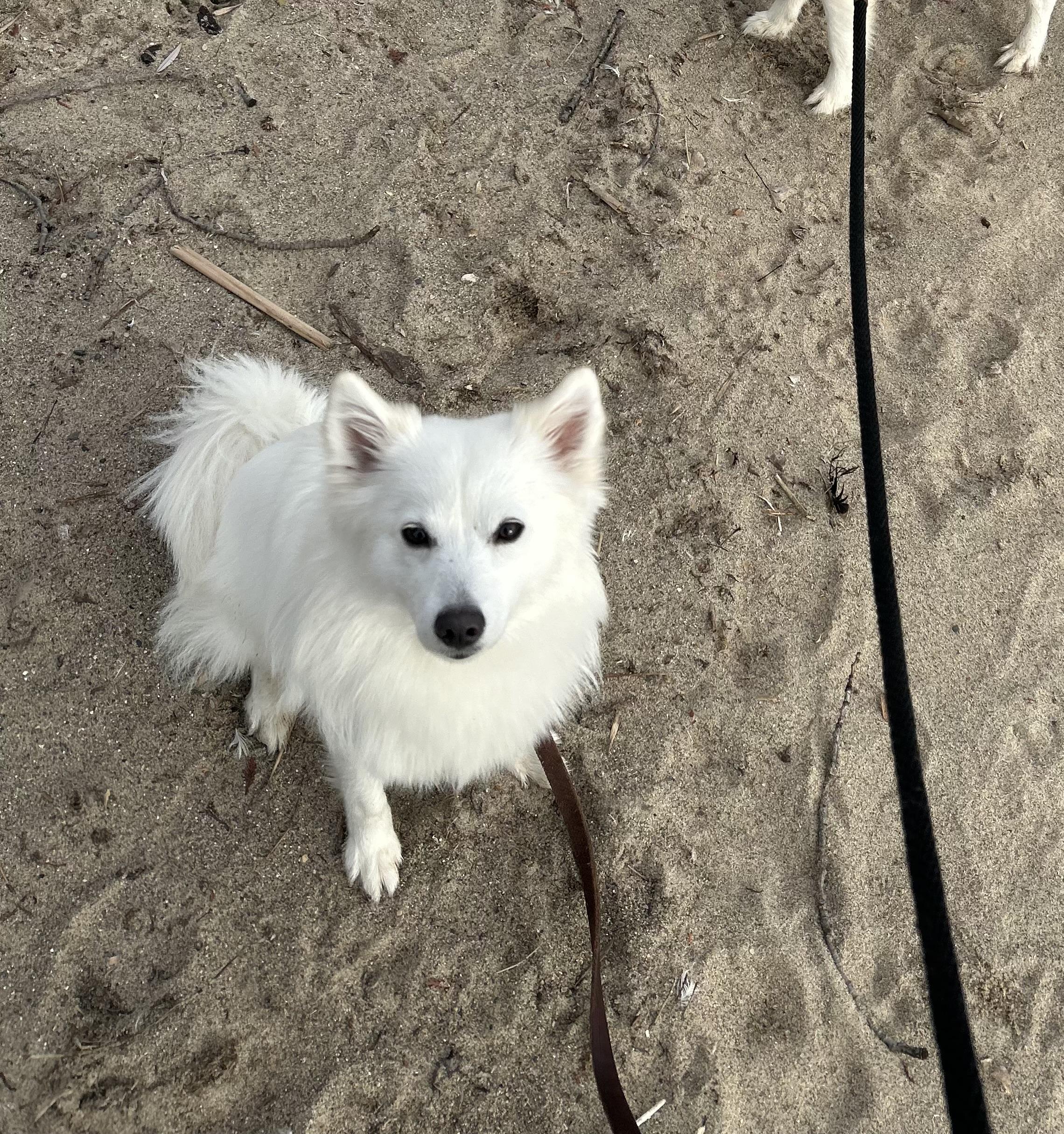 Yuki 15 lbs , adopted, Young Female Pomeranian & Pomsky.