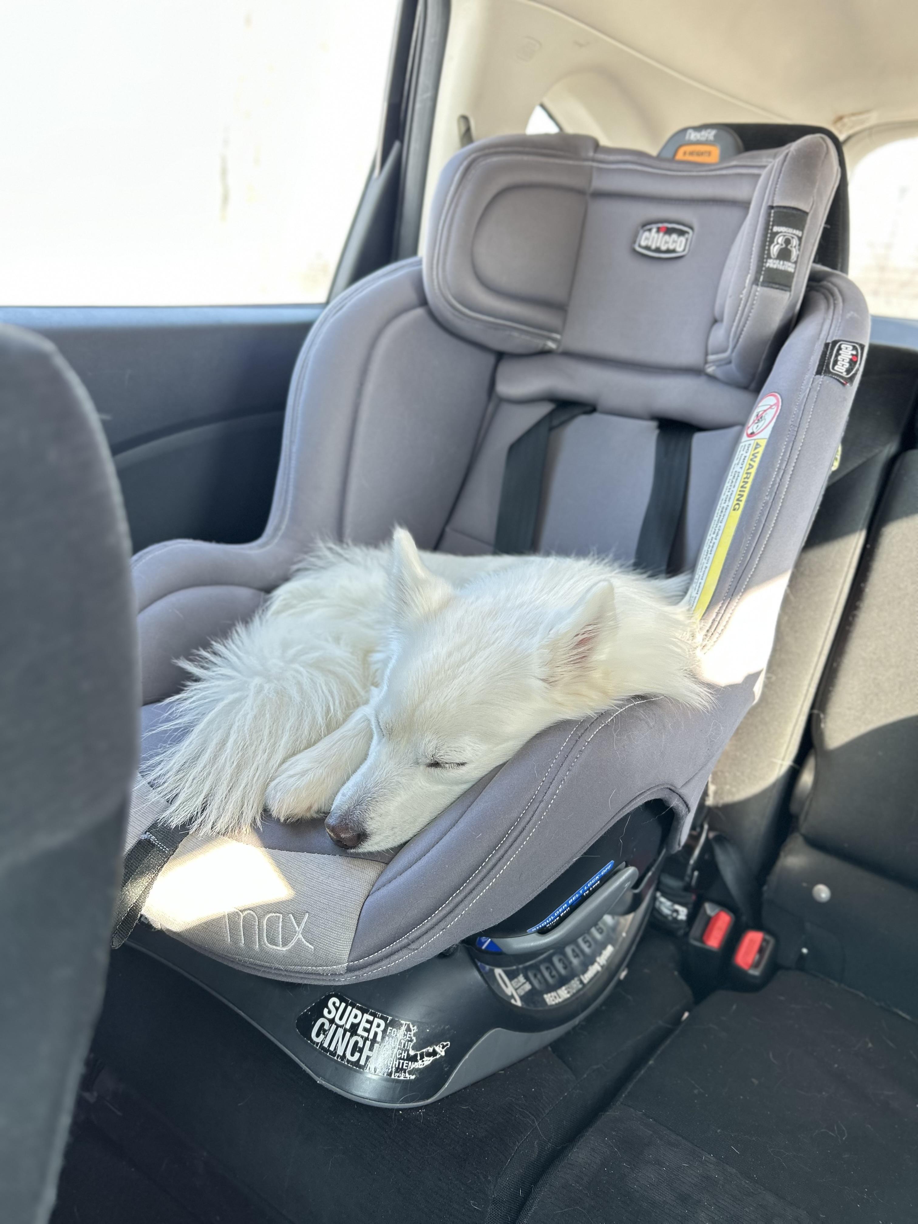 Enlarge Yuki 15 lbs , an adopted mixed breed in White Lake, MI image 3/5