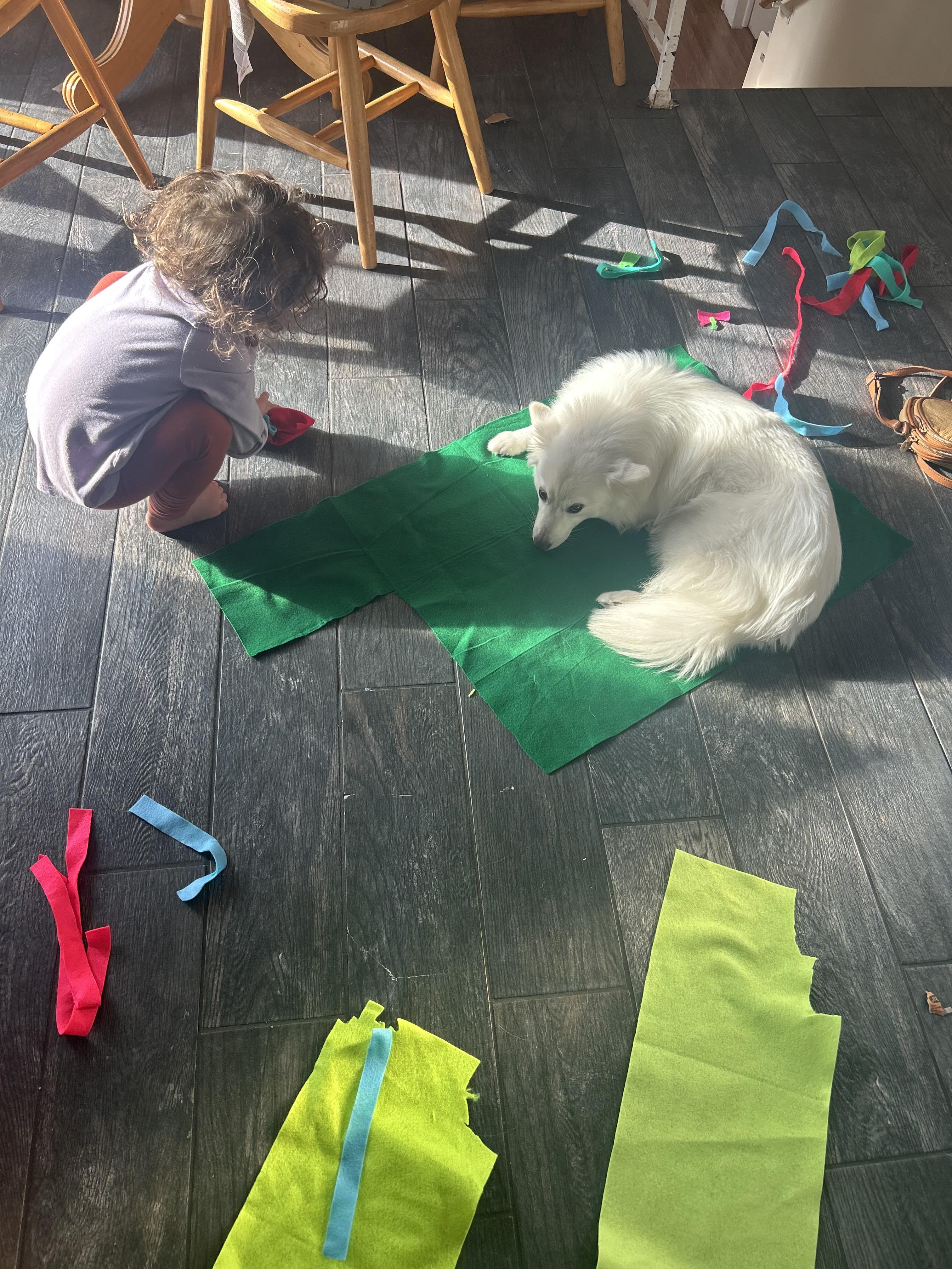 Enlarge Yuki 15 lbs , an adopted mixed breed in White Lake, MI image 5/5