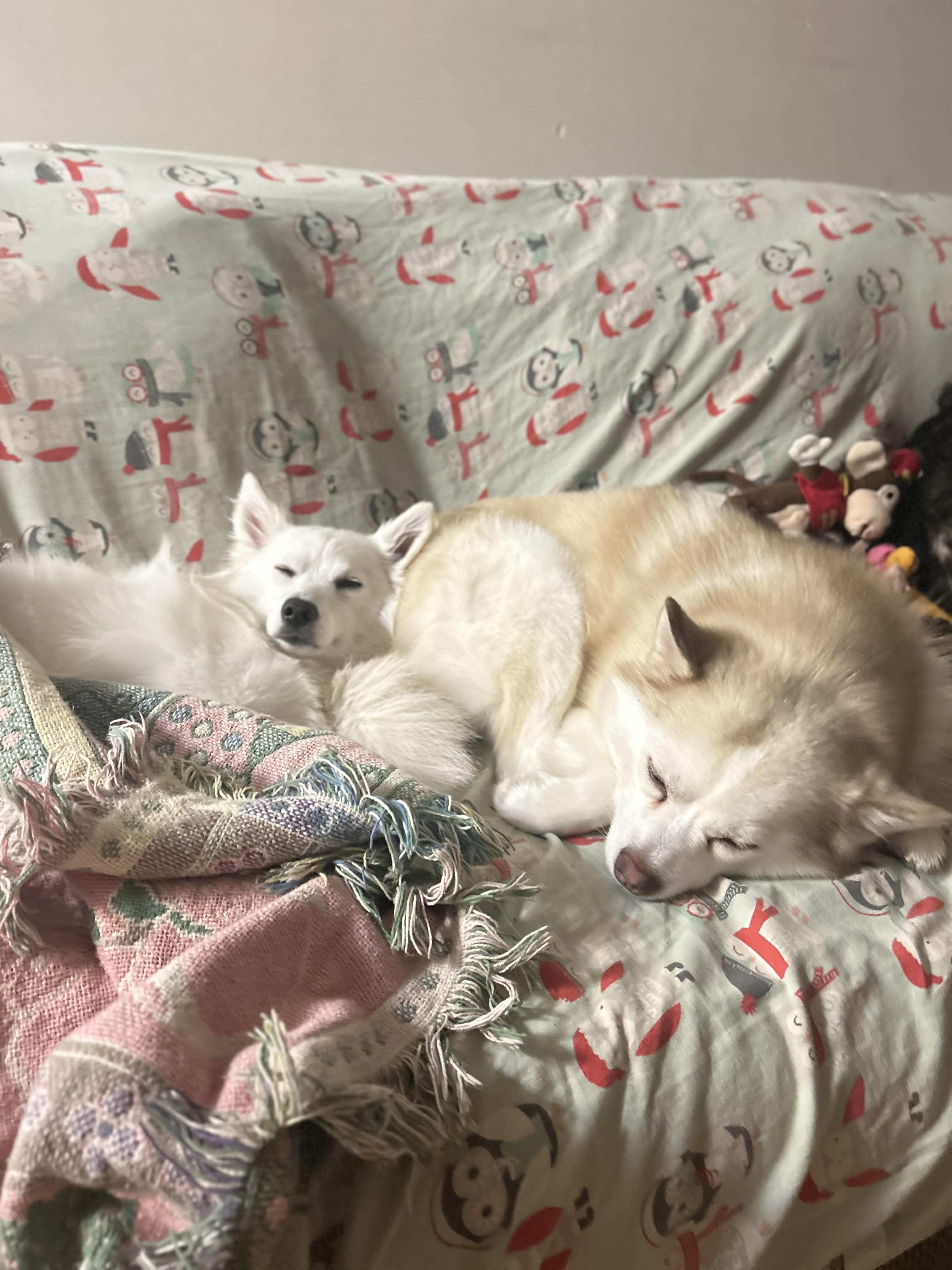 Enlarge Yuki 15 lbs , an adopted mixed breed in White Lake, MI image 4/5