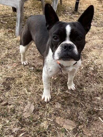 Happy, ADOPTABLE, Young Female Boston Terrier.