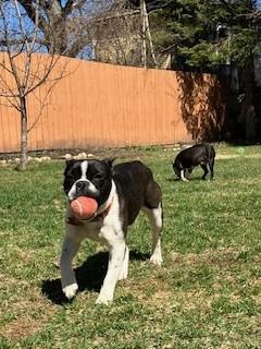 Enlarge Happy, a ADOPTABLE mixed breed in Waukesha, WI image 5/6