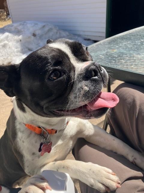 Happy, an adoptable mixed breed in Waukesha, WI image 6/6