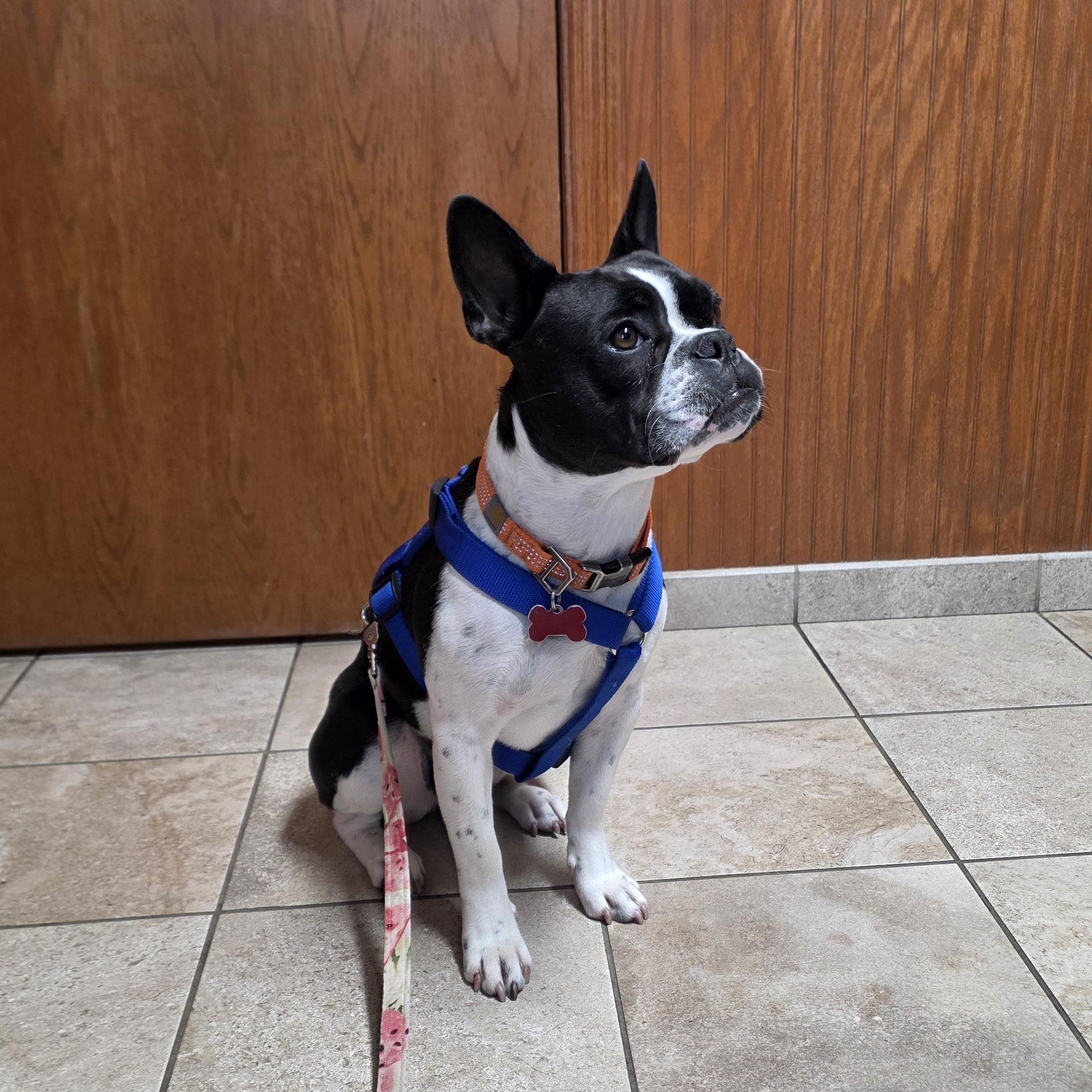 Happy, an adoptable mixed breed in Waukesha, WI image 2/6