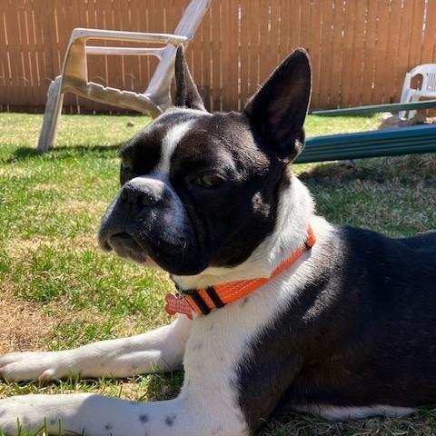 Happy, adoptable, Young Female Boston Terrier & French Bulldog.