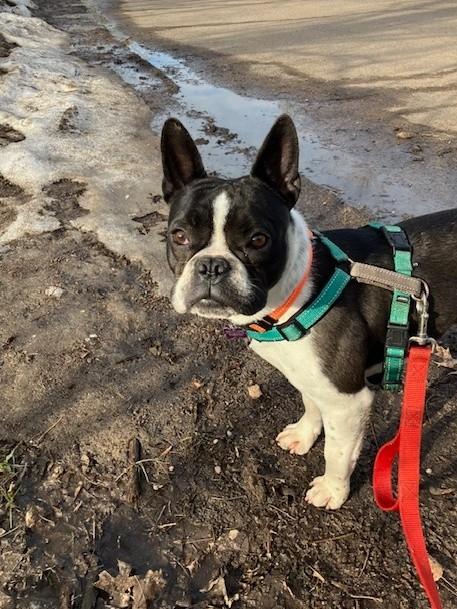 Enlarge Happy, a ADOPTABLE mixed breed in Waukesha, WI image 4/6