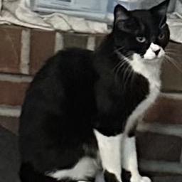 Tallahassee, a Adoptable Domestic Short Hair in Greenfield, IN image 1/5