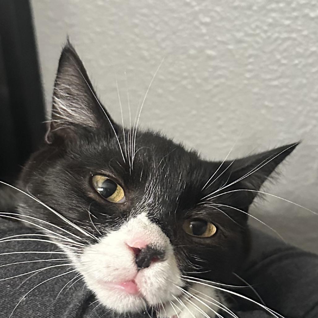 Tallahassee, a Adoptable Domestic Short Hair in Greenfield, IN image 2/5