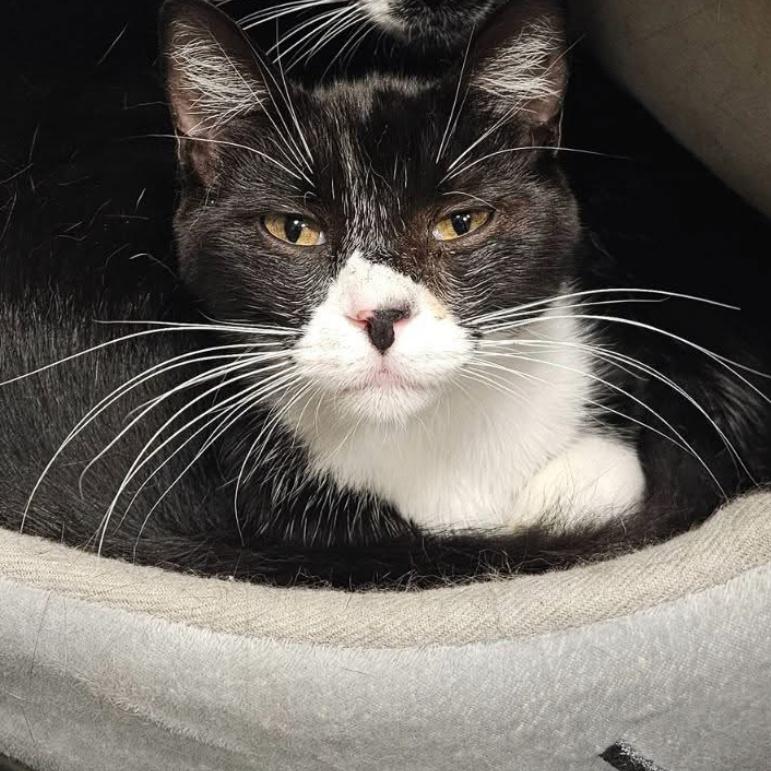 Tallahassee, a Adoptable Domestic Short Hair in Greenfield, IN image 3/5