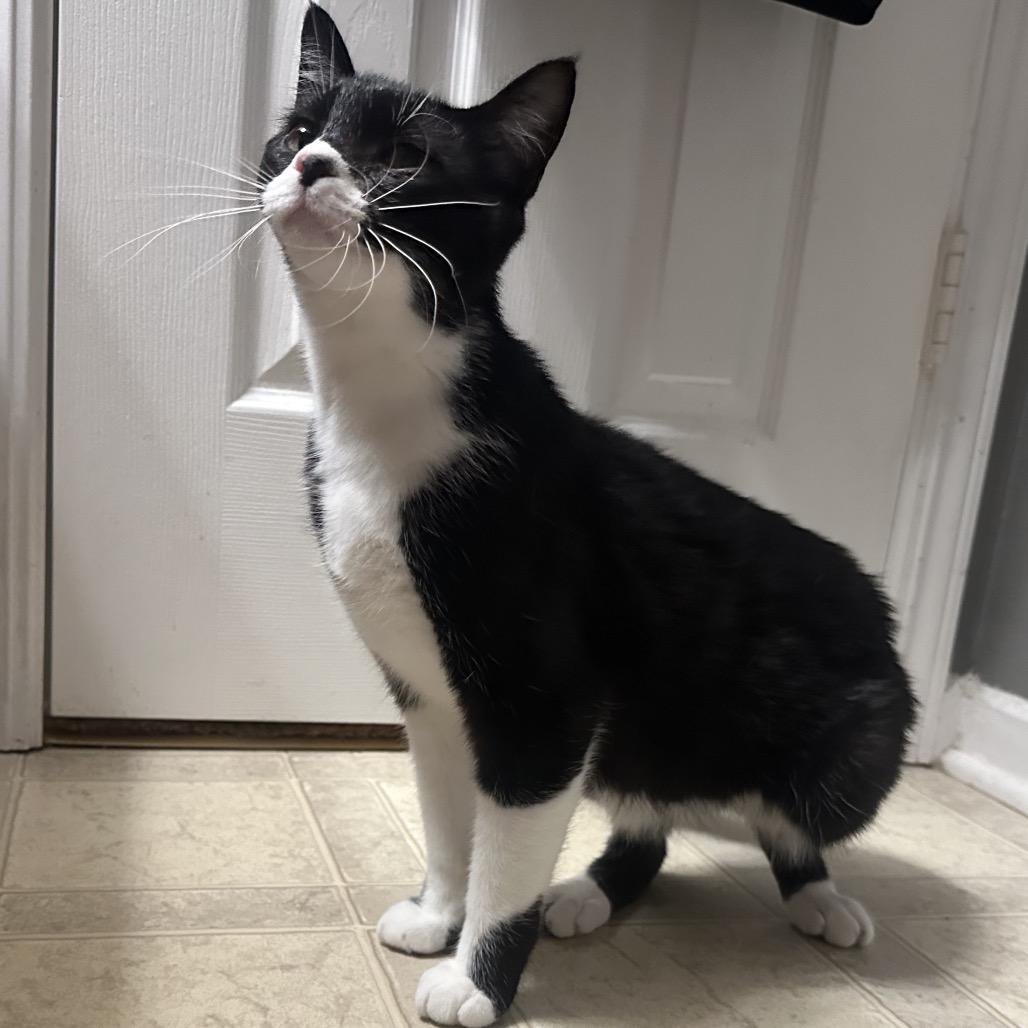 Tallahassee, a Adoptable Domestic Short Hair in Greenfield, IN image 4/5