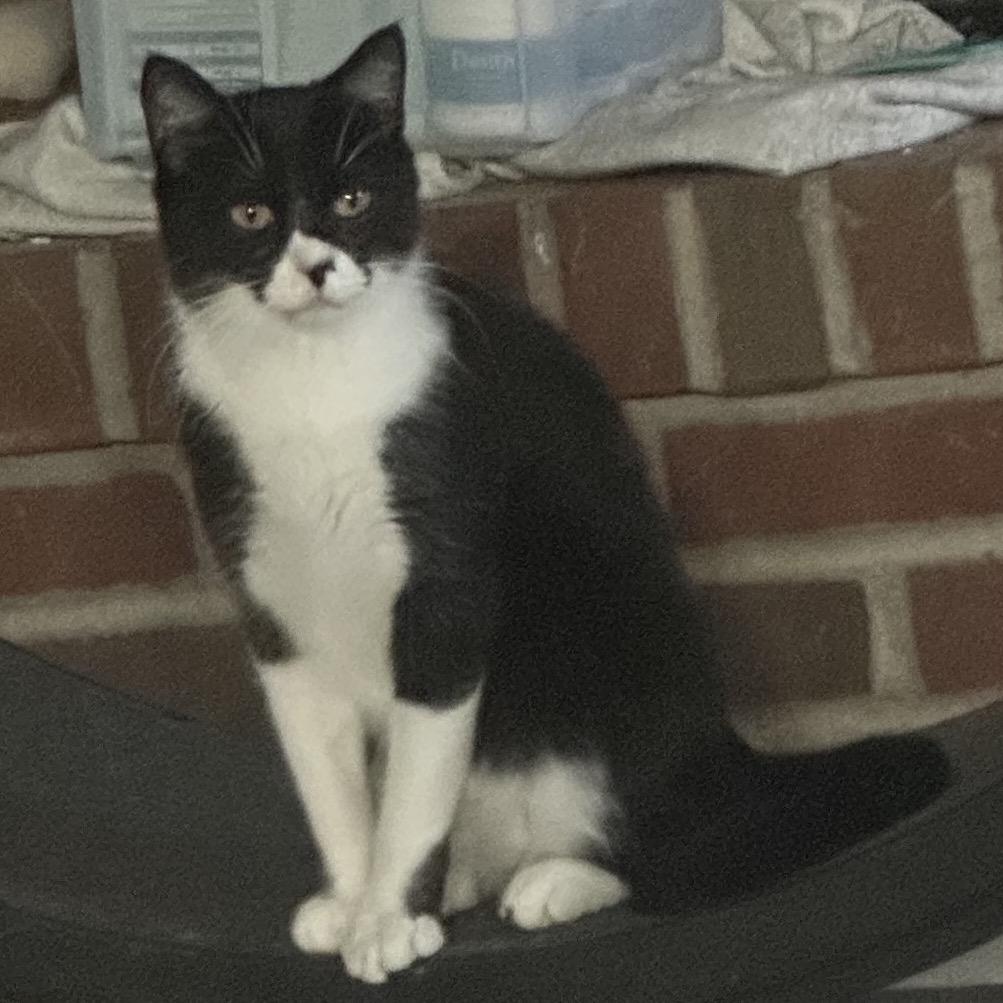 Tallahassee, a Adoptable Domestic Short Hair in Greenfield, IN image 5/5