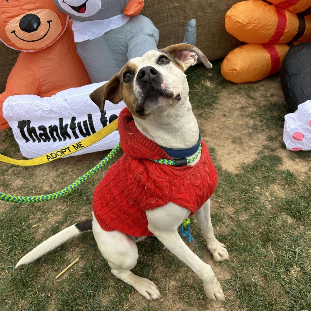 Taco, Adoptable, Adult Male Hound & Terrier.