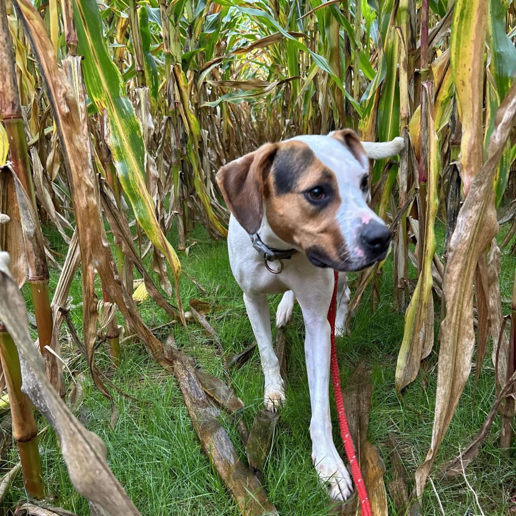 Taco, a Adoptable mixed breed in Jarrettsville, MD image 2/6