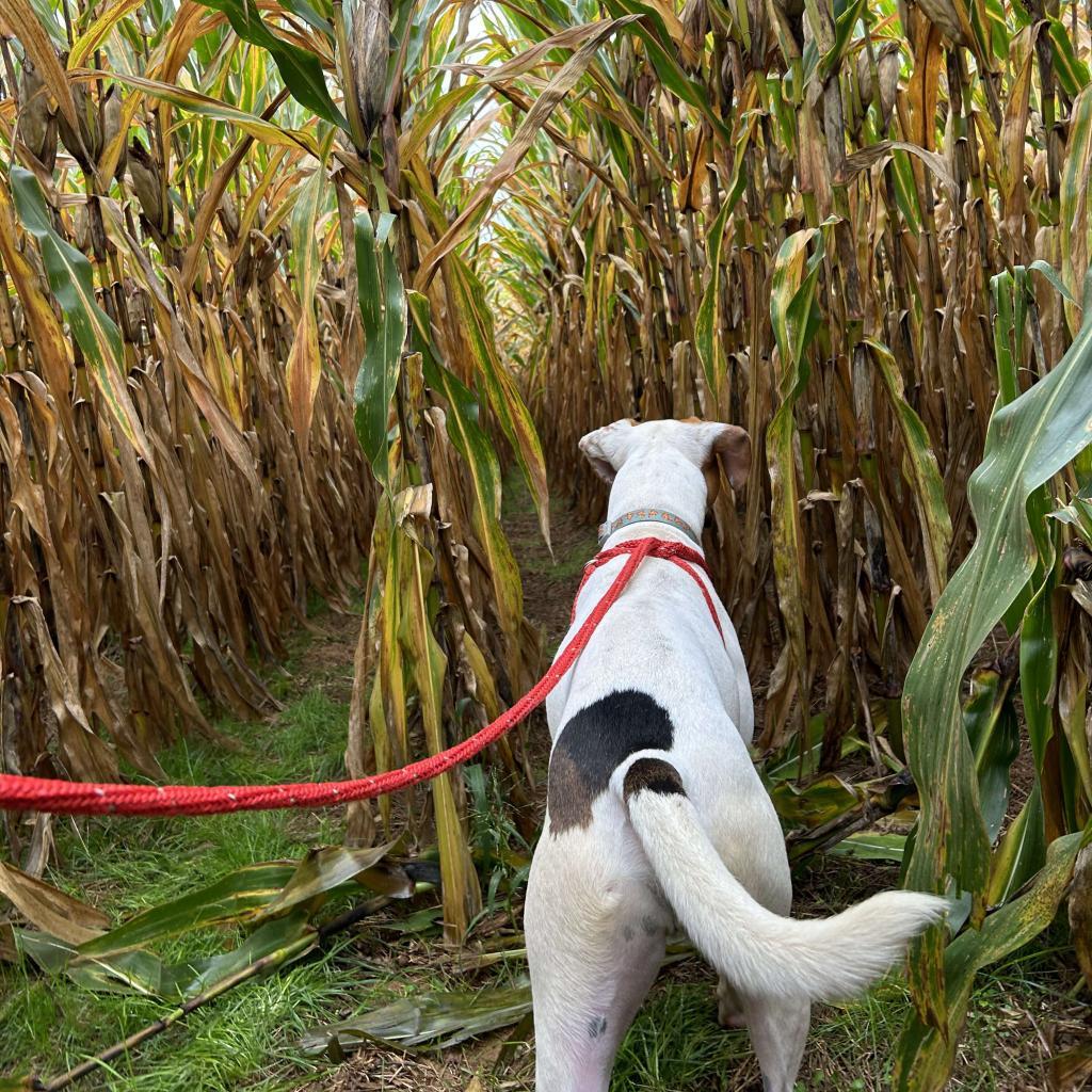 Taco, a Adoptable mixed breed in Jarrettsville, MD image 3/6