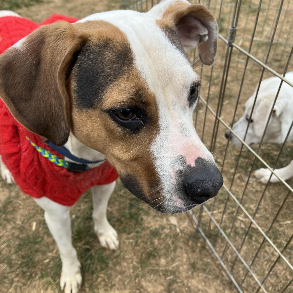 Taco, a Adoptable mixed breed in Jarrettsville, MD image 4/6