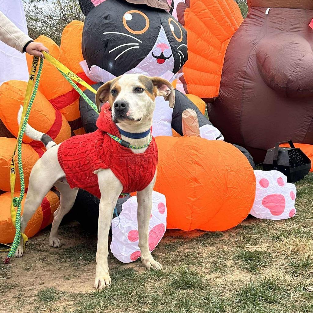 Taco, a Adoptable mixed breed in Jarrettsville, MD image 5/6